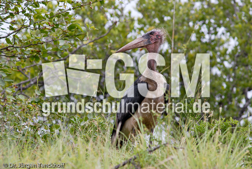 Marabu (25 von 33).jpg